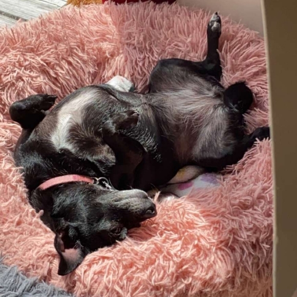 Meet your Poshers, Mickey & Minnie - Picture 3 of 5